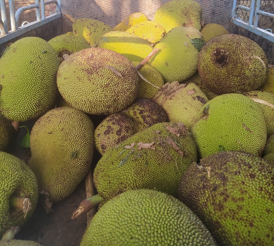 Jackfruit Chips made by using Fresh and Pure Coconut Oil